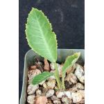 Dorstenia horwoodii 2-inch pots