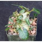 Dorstenia hybrid 3-inch pots