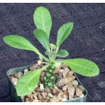 Dorstenia hybrid 4-inch pots