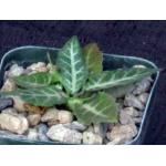 Dorstenia crispa var. lancifolia 2-inch pots