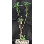 Dorstenia mannii one-gallon pots