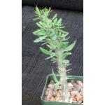 Didierea trollii 4-inch pots