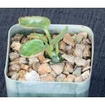 Dorstenia buchananii var. longipedunculata 2-inch pots