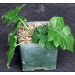 Dorstenia contrajerva 5-inch pots