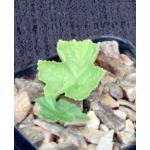 Dorstenia drakena 2-inch pots