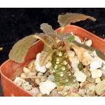 Dorstenia foetida 4-inch pots