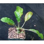 Dorstenia foetida (FKH 25470) 4-inch pots Dorstenia foetida (FKH 25470) 4-inch pots