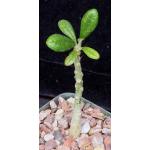 Dorstenia gigas 3-inch pots