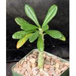 Dorstenia gigas (seedlings) 4-inch pots