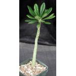 Dorstenia gigas 5-inch pots
