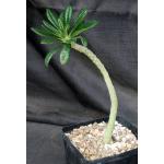 Dorstenia gigas (cutting) one-gallon pots