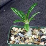 Dorstenia gigas 4-inch pots