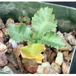 Dorstenia horwoodii 2-inch pots