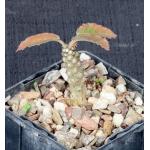Dorstenia horwoodii 4-inch pots