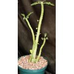Dorstenia hybrid 8-inch pots