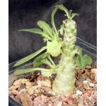 Dorstenia hybrid one-gallon pots