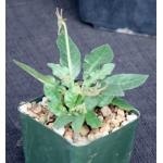 Dorstenia lavranii(L&H 10352) 4-inch pots