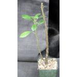 Dorstenia mannii 4-inch pots