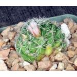 Dolichothele albescens 4-inch pots