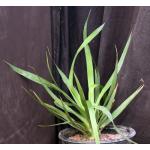 Dracaena draco 3-gallon pots