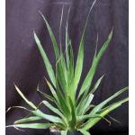 Dracaena draco one-gallon pots