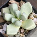 Dracophilis montis-draconsis 2-inch pots