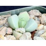 Dracophilis montis-draconsis 2-inch pots