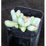 Dracophilis montis-draconsis 2-inch pots