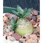 Drimia cochlearis 4-inch pots