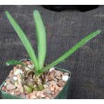 Drimia haworthioides 4-inch pots