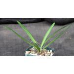 Drimia haworthioides 3-inch pots