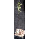 Drimia haworthioides 2-inch pots