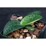 Drimiopsis botryoides (variegate) 3-inch pots