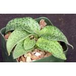 Drimiopsis botryoides 4-inch pots