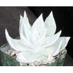 Dudleya brittonii 4-inch pots