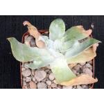 Dudleya pulverulenta 4-inch pots