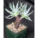Dudleya attenuata ssp. orcuttii 4-inch pots