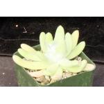 Dudleya pachyphytum 4-inch pots