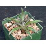 Dyckia cv Deep Purple & Silver 4-inch pots