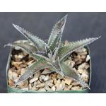 Dyckia cv Deep Purple & Silver 5-inch pots