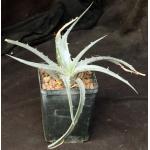 Dyckia floribunda cv La Rioja 5-inch pots