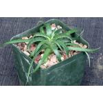 Dyckia rariflora 4-inch pots