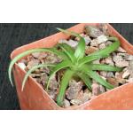 Dyckia rariflora 4-inch pots