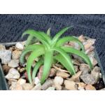 Dyckia rariflora 3-inch pots