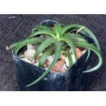 Dyckia rariflora 2-inch pots