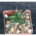 Dyckia remotiflora 3-inch pots