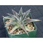 Dyckia cv Deep Purple & Silver 5-inch pots