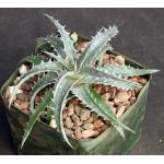 Dyckia fosteriana 5-inch pots