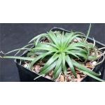 Dyckia rariflora one-gallon pots