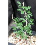 Ebenopsis ebano one-gallon pots